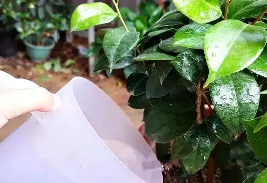 杜鵑花花苞沒開就幹了怎麼辦?園藝師告訴你最詳細的解決方法