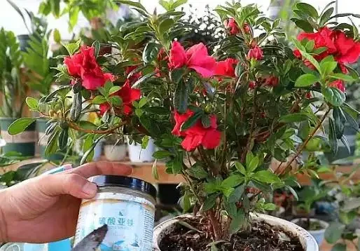 杜鵑花花苞沒開就幹了怎麼辦?園藝師告訴你最詳細的解決方法