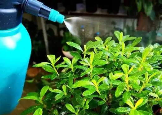 杜鵑花花苞沒開就幹了怎麼辦?園藝師告訴你最詳細的解決方法