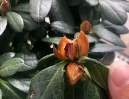 杜鵑花花苞沒開就幹了怎麼辦?園藝師告訴你最詳細的解決方法