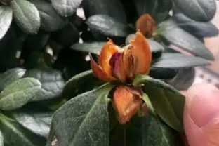 杜鵑花花苞沒開就幹了怎麼辦？園藝師告訴你最詳細的解決方法