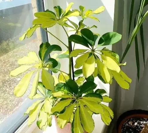 鵝掌藤寓意八方來財,室內放一盆,可吸收有害氣體,淨化空氣