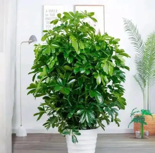 鵝掌藤寓意八方來財,室內放一盆,可吸收有害氣體,淨化空氣