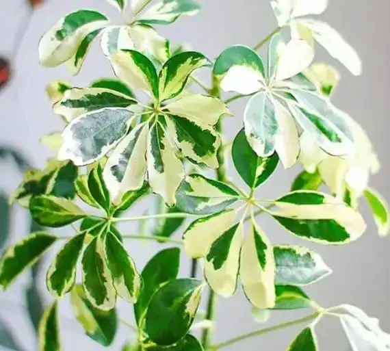鵝掌藤寓意八方來財,室內放一盆,可吸收有害氣體,淨化空氣