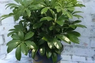 鵝掌藤寓意八方來財，室內放一盆，可吸收有害氣體，淨化空氣