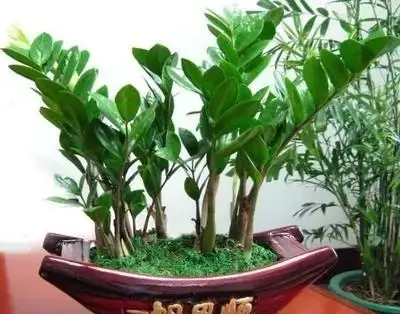 雪鐵芋就是雪鐵芋，著名的觀葉植物，如何盆栽養護管理？