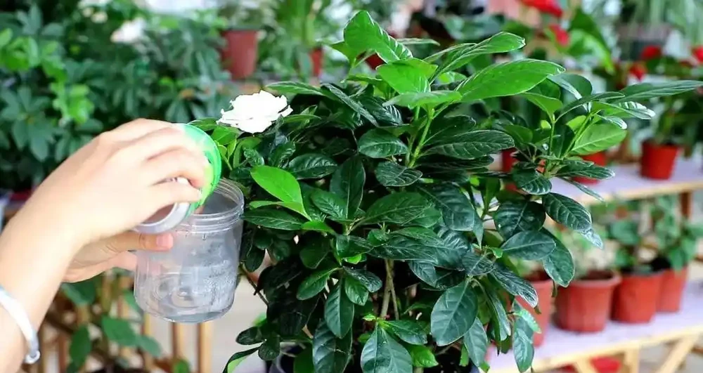5種「酸性花」,總是容易黃葉,硫酸亞鐵定期澆,葉子濃綠光亮