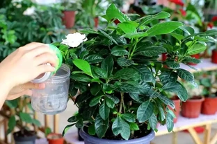 5種「酸性花」，總是容易黃葉，硫酸亞鐵定期澆，葉子濃綠光亮