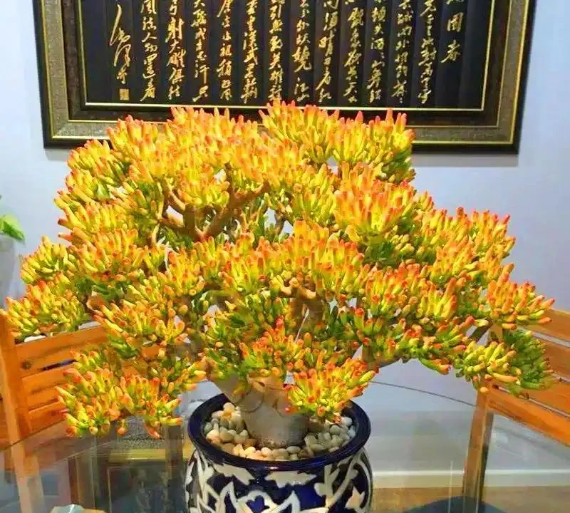 8月養吸財樹，做好3多1少，苗壯葉肥，秋季紅彤彤的更「招財」