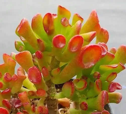 8月養吸財樹，做好3多1少，苗壯葉肥，秋季紅彤彤的更「招財」