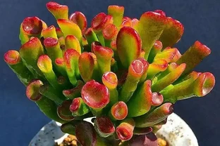 8月養吸財樹，做好3多1少，苗壯葉肥，秋季紅彤彤的更「招財」