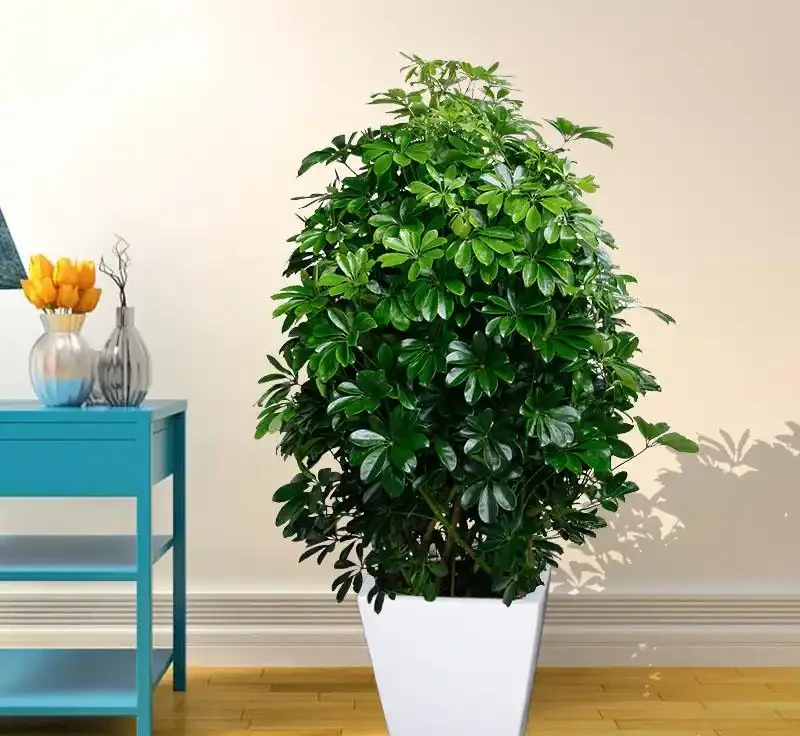 8月鴨腳木黃葉?多半是3個原因,過來人的經驗別不信