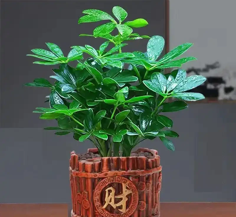 8月鴨腳木黃葉?多半是3個原因,過來人的經驗別不信