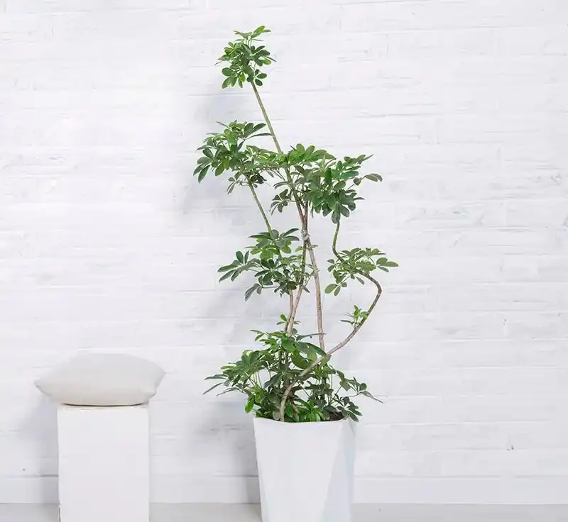 8月鴨腳木黃葉?多半是3個原因,過來人的經驗別不信