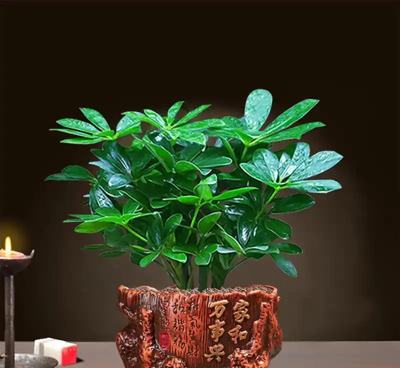 8月鴨腳木黃葉?多半是3個原因,過來人的經驗別不信