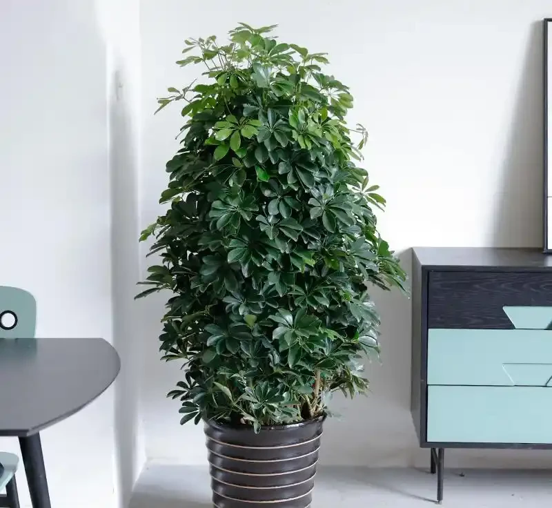 8月鴨腳木黃葉?多半是3個原因,過來人的經驗別不信