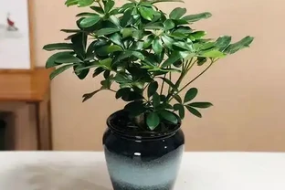 8月鴨腳木黃葉？多半是3個原因，過來人的經驗別不信