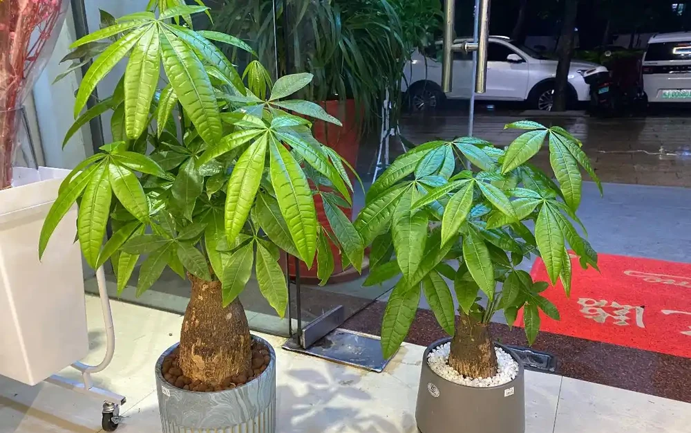養發財樹,3步很關鍵,葉多芽眼多,滿樹翠綠繁茂,養客廳很美