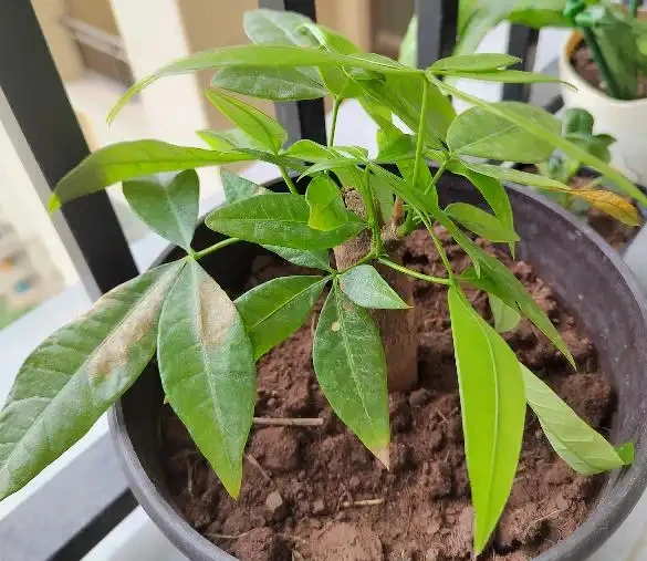養發財樹,3步很關鍵,葉多芽眼多,滿樹翠綠繁茂,養客廳很美