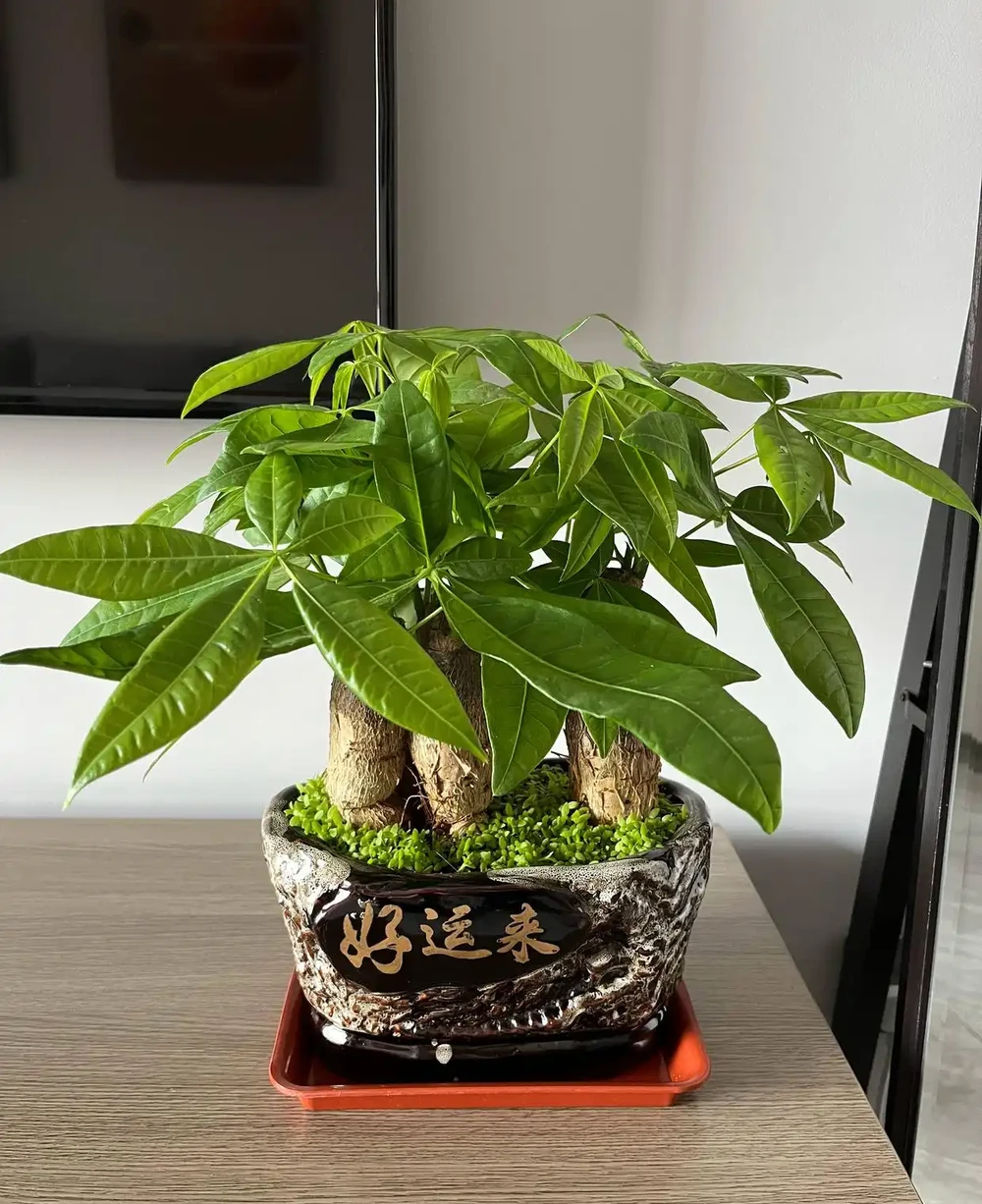 養發財樹,3步很關鍵,葉多芽眼多,滿樹翠綠繁茂,養客廳很美