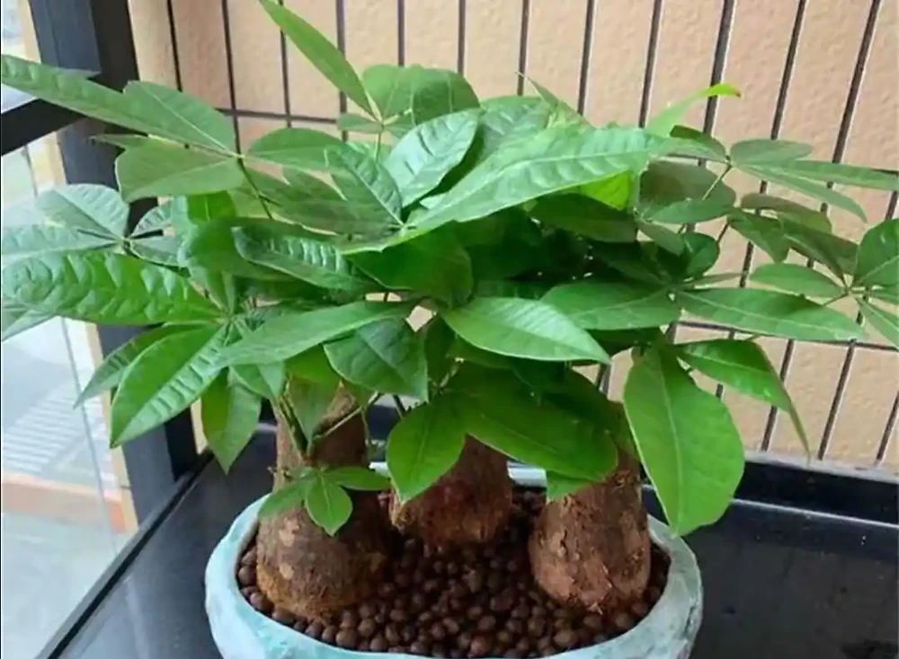 養發財樹,3步很關鍵,葉多芽眼多,滿樹翠綠繁茂,養客廳很美