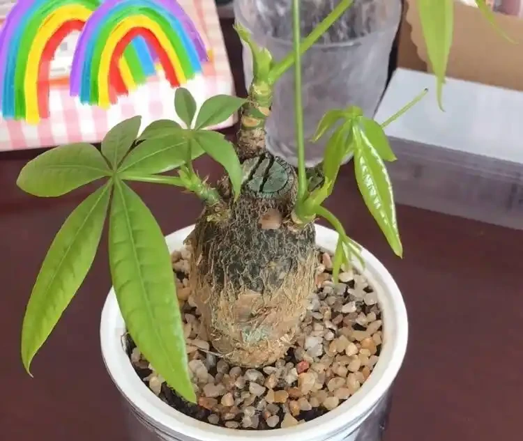養發財樹,3步很關鍵,葉多芽眼多,滿樹翠綠繁茂,養客廳很美
