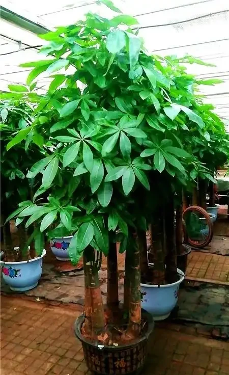 養發財樹,3步很關鍵,葉多芽眼多,滿樹翠綠繁茂,養客廳很美