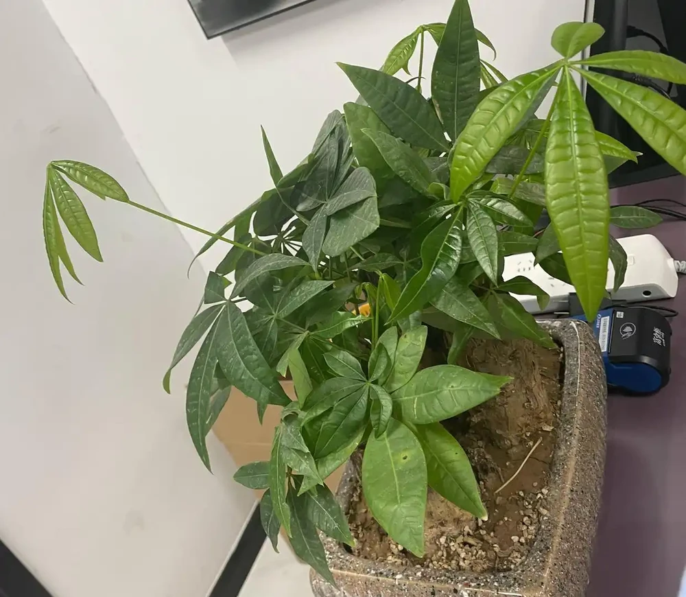 養發財樹,3步很關鍵,葉多芽眼多,滿樹翠綠繁茂,養客廳很美
