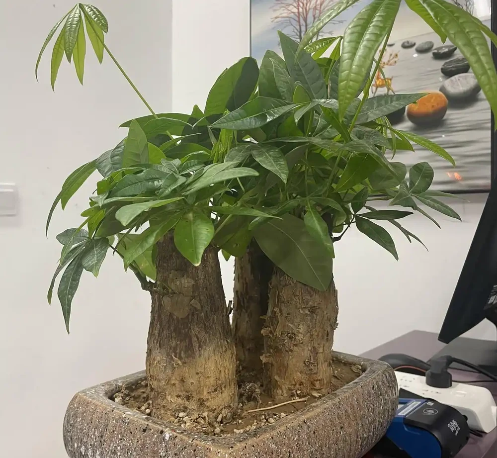 養發財樹,3步很關鍵,葉多芽眼多,滿樹翠綠繁茂,養客廳很美