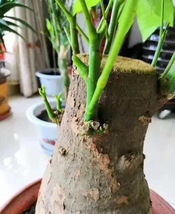 養發財樹,3步很關鍵,葉多芽眼多,滿樹翠綠繁茂,養客廳很美
