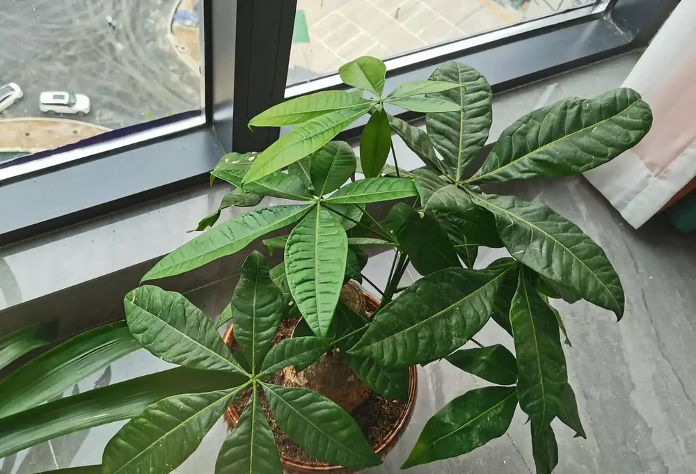 養發財樹,3步很關鍵,葉多芽眼多,滿樹翠綠繁茂,養客廳很美