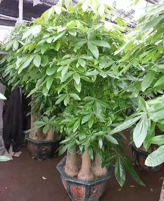 養發財樹,3步很關鍵,葉多芽眼多,滿樹翠綠繁茂,養客廳很美