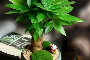 養發財樹，3步很關鍵，葉多芽眼多，滿樹翠綠繁茂，養客廳很美