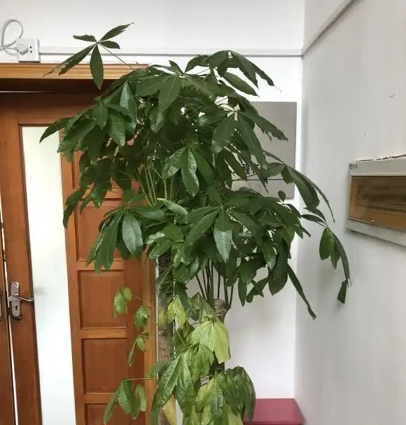 花市買的發財樹,商家說很好養,不到2個月,葉子全黃了!