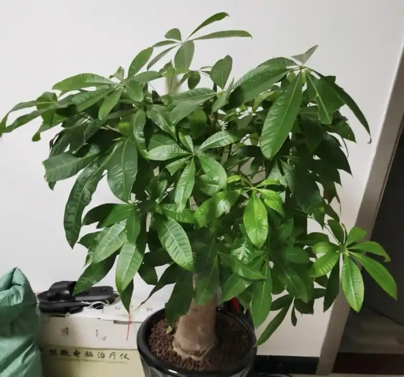 花市買的發財樹,商家說很好養,不到2個月,葉子全黃了!