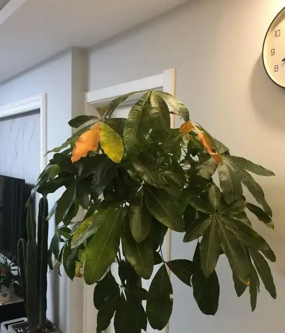 花市買的發財樹,商家說很好養,不到2個月,葉子全黃了!