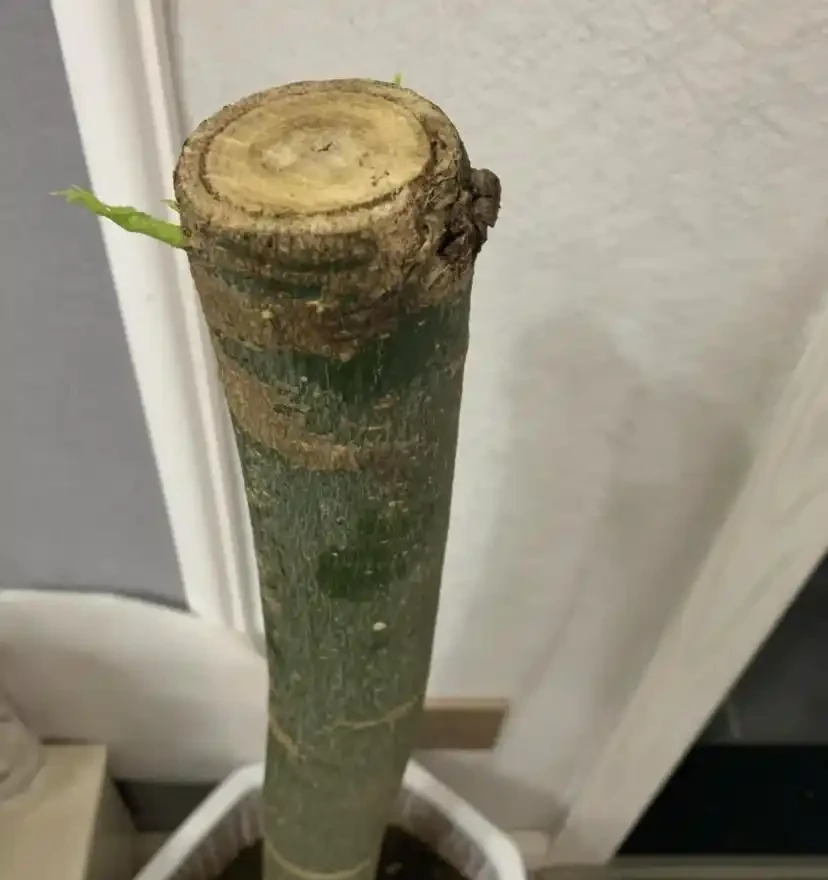 花市買的發財樹,商家說很好養,不到2個月,葉子全黃了!