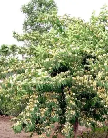 耐曬,不懼高溫,還耐寒的庭院綠植品種推薦