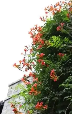 耐曬,不懼高溫,還耐寒的庭院綠植品種推薦