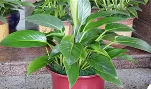 金鑽花有毒嗎？它有什麼作用與功效？