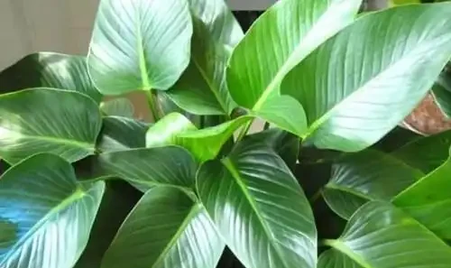 金鑽花有毒嗎？它有什麼作用與功效？