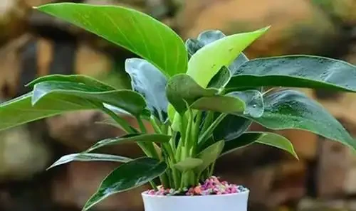 金鑽花有毒嗎？它有什麼作用與功效？