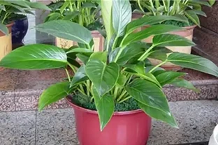 金鑽花有毒嗎？它有什麼作用與功效？