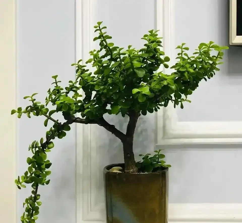 養花別光澆水，記住施肥口訣，根肥葉綠開花多