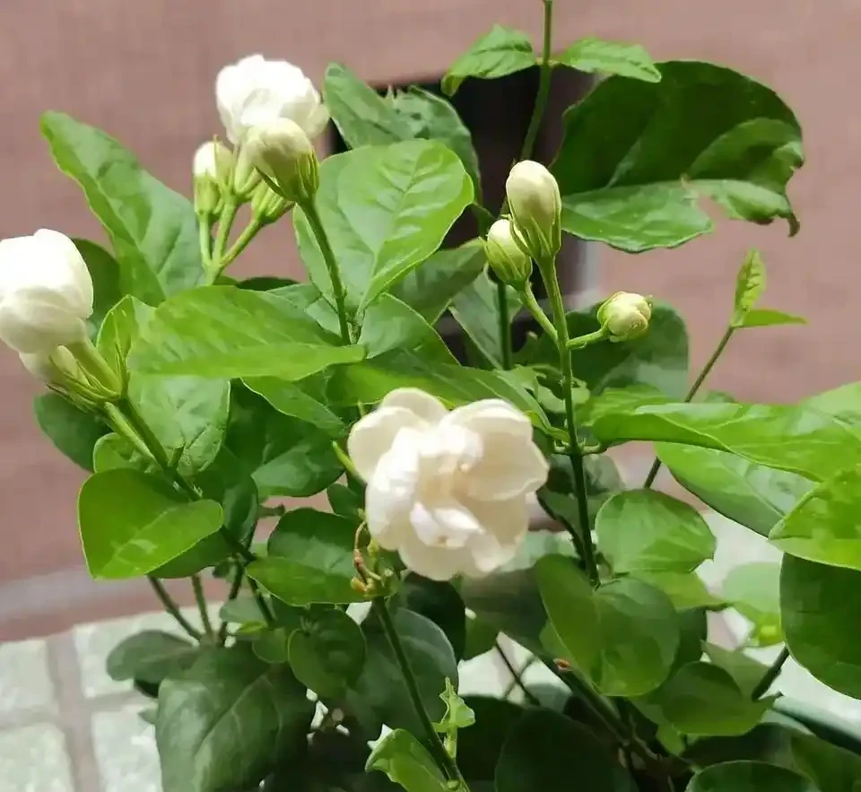 養花別光澆水，記住施肥口訣，根肥葉綠開花多