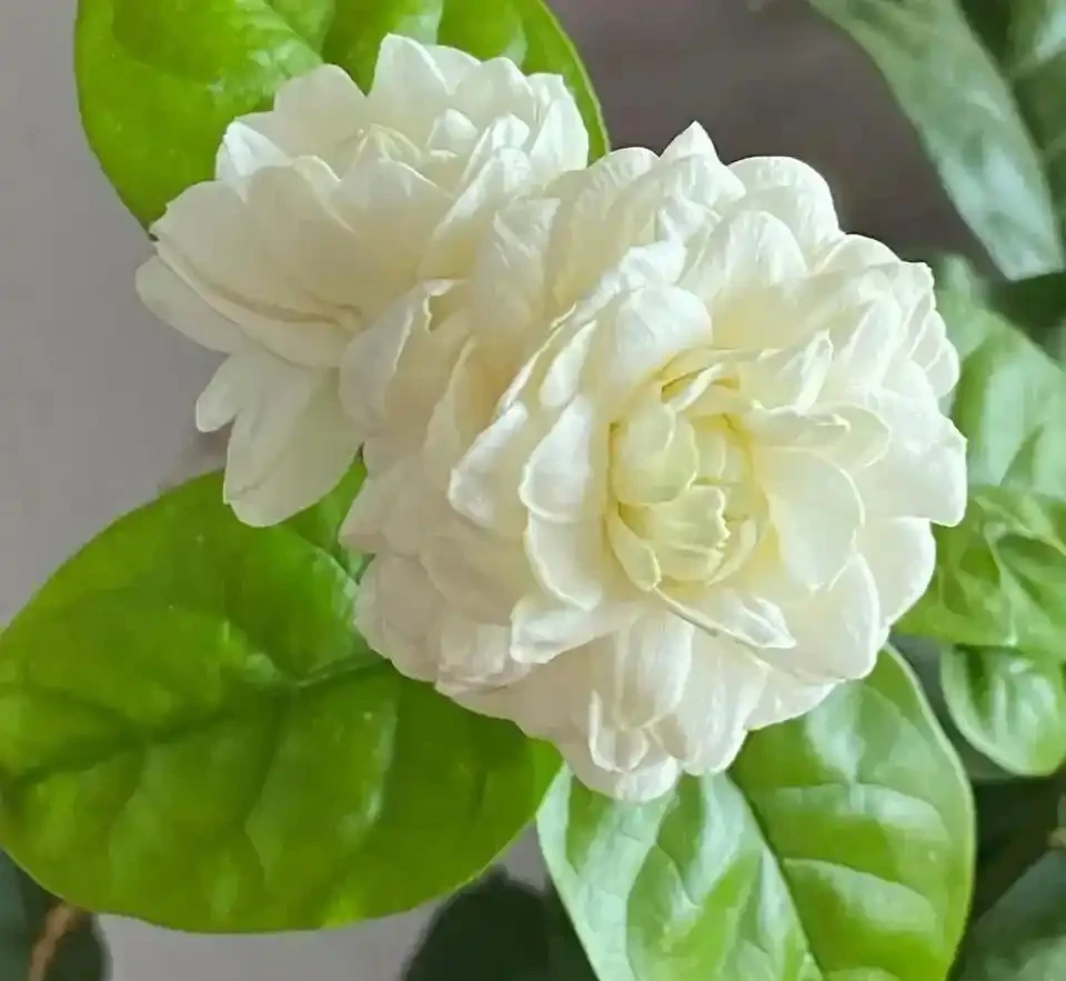 養花別光澆水，記住施肥口訣，根肥葉綠開花多