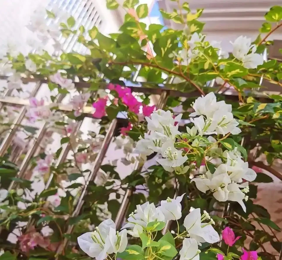 養花別光澆水，記住施肥口訣，根肥葉綠開花多