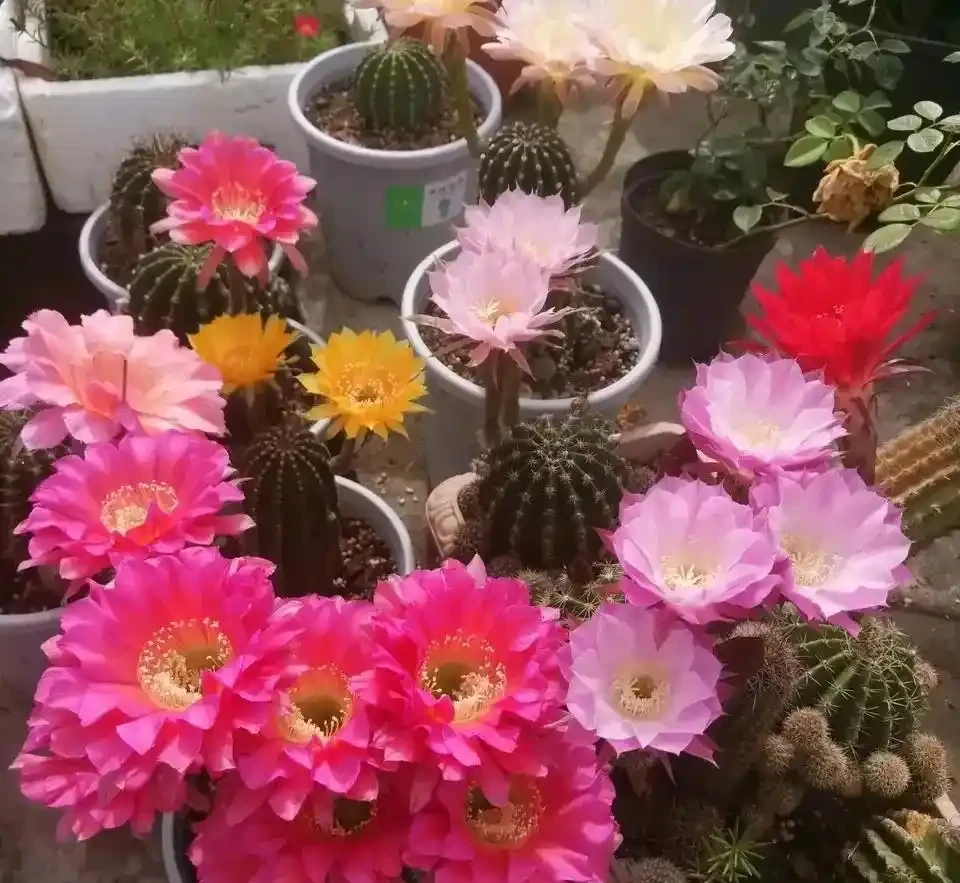 養花別光澆水，記住施肥口訣，根肥葉綠開花多