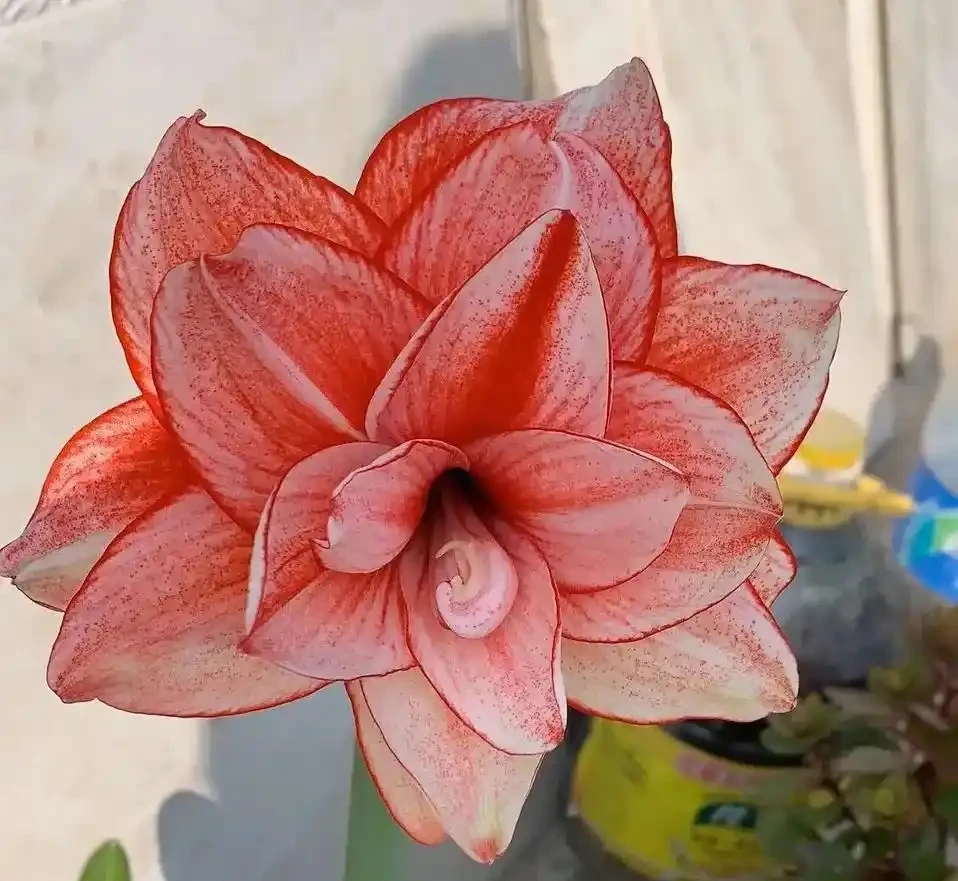養花別光澆水，記住施肥口訣，根肥葉綠開花多