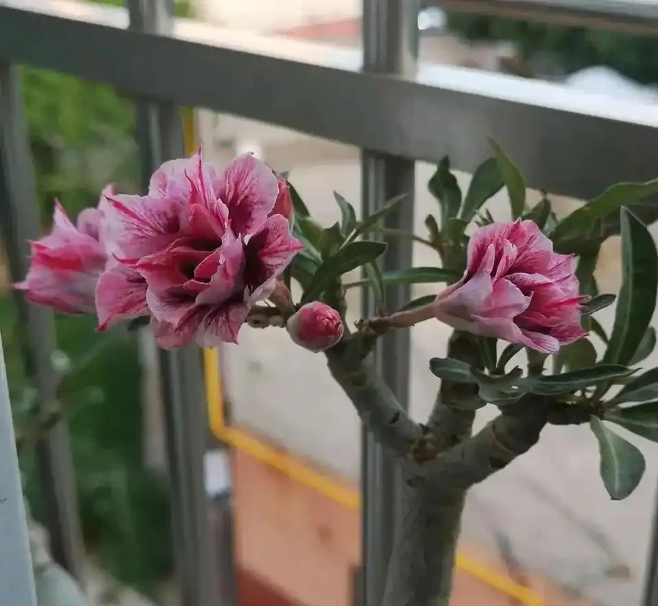 養花別光澆水，記住施肥口訣，根肥葉綠開花多